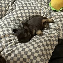 Available Pup 3