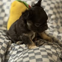 Available Pup 1
