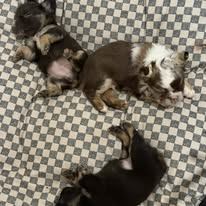 Available Pup 2