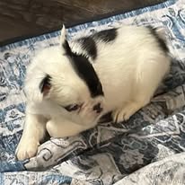 Available Pups