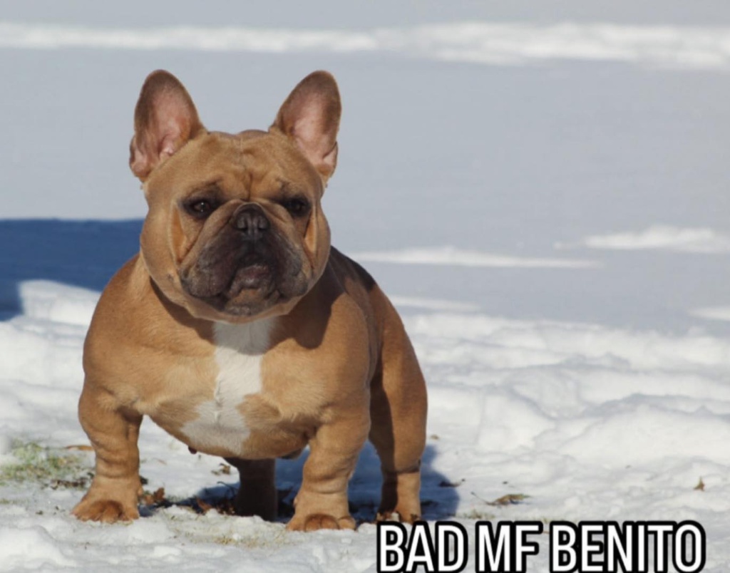 Bad MF Benito