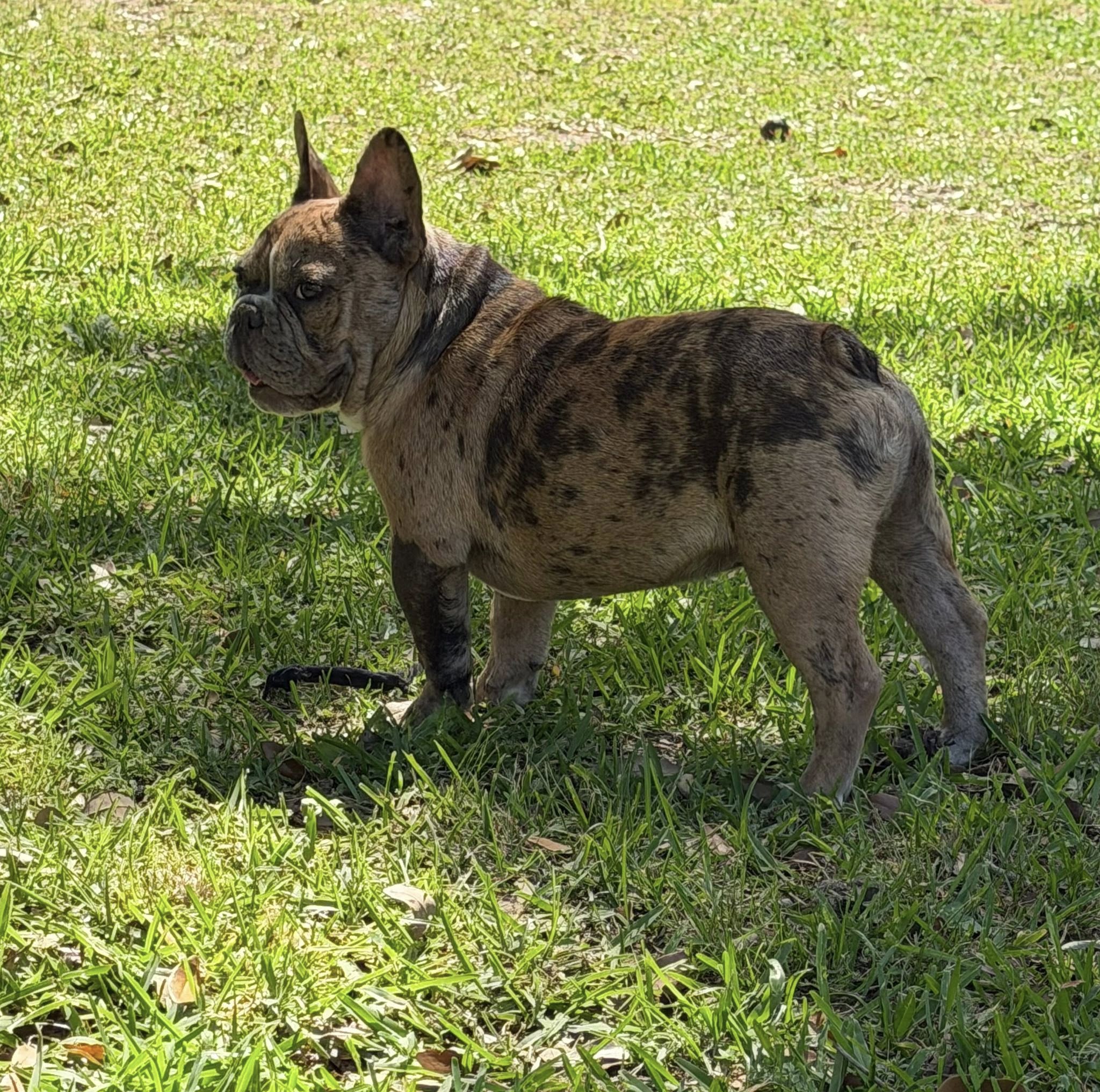 Stella - French Bulldog Dam