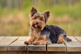 Gracie - Yorkie Dam