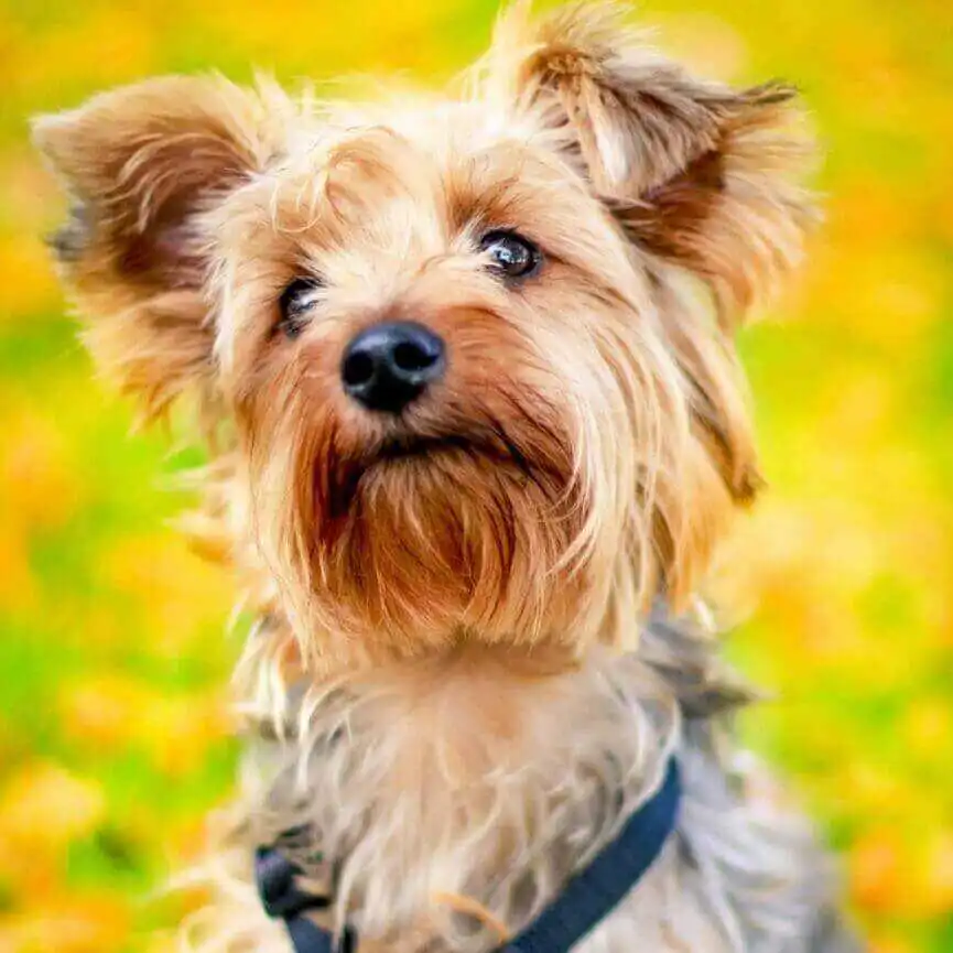 Bailey - Yorkie Sire